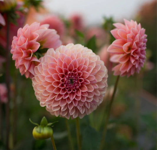 Joey Nickey Dahlia Tuber