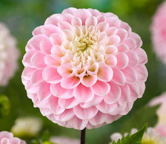 Wizard of Oz Dahlia Tuber