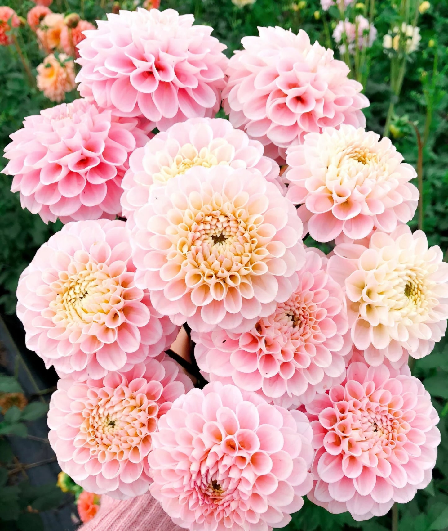 Wizard of Oz Dahlia Tuber