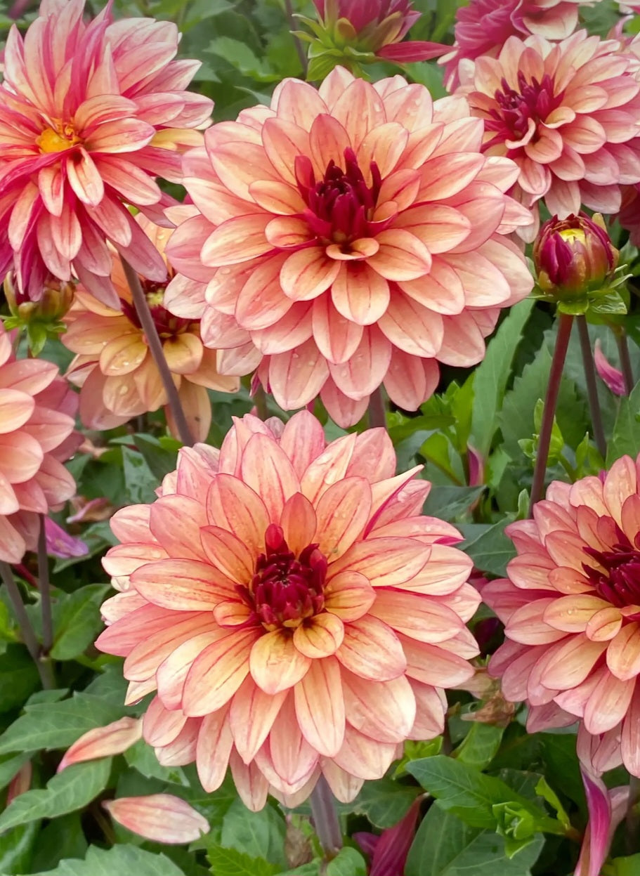 Creme de Cognac Dahlia Tuber