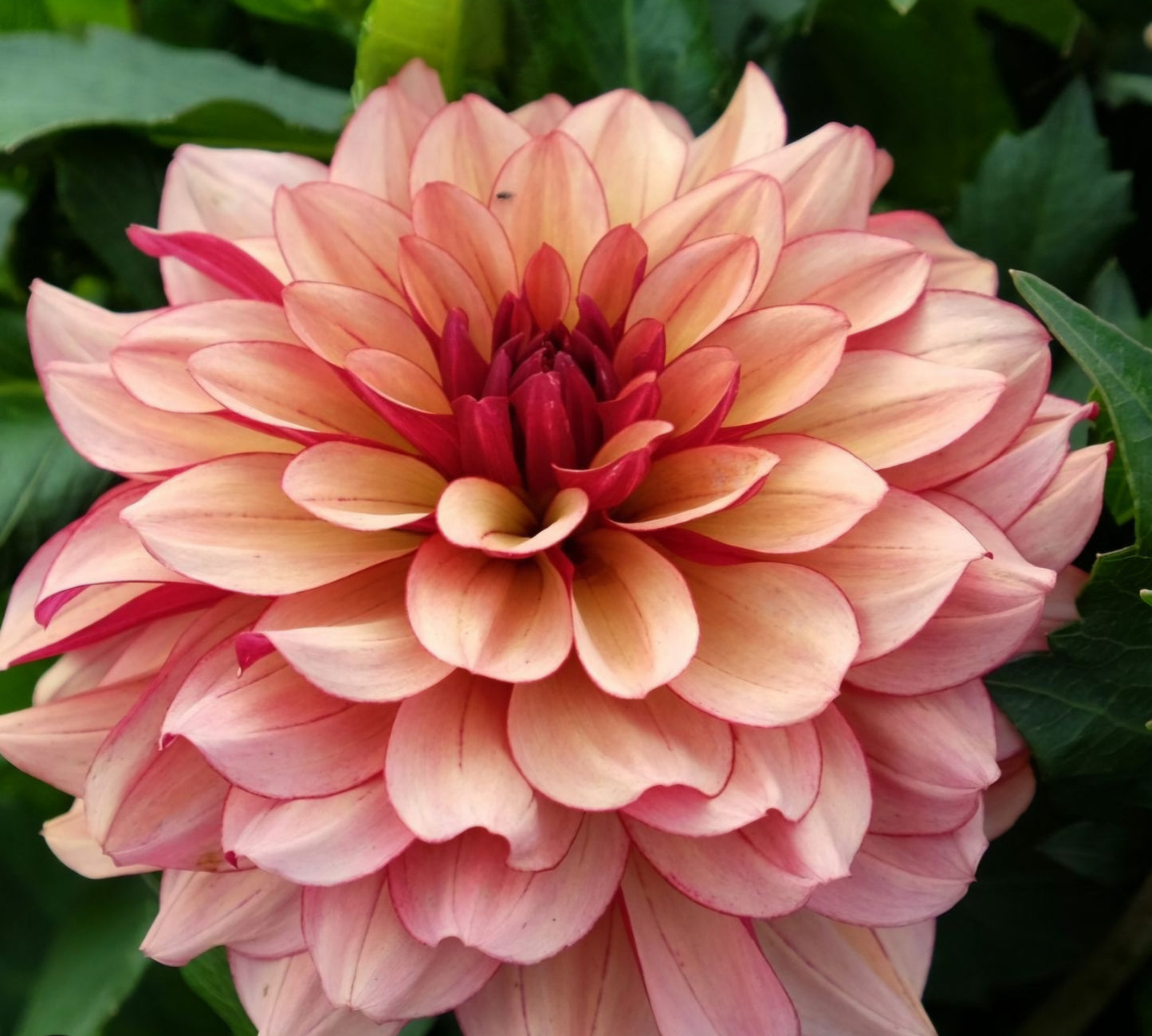 Creme de Cognac Dahlia Tuber