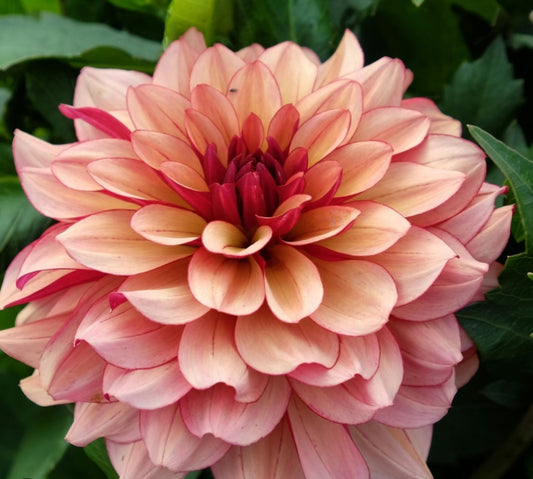 Creme de Cognac Dahlia Tuber