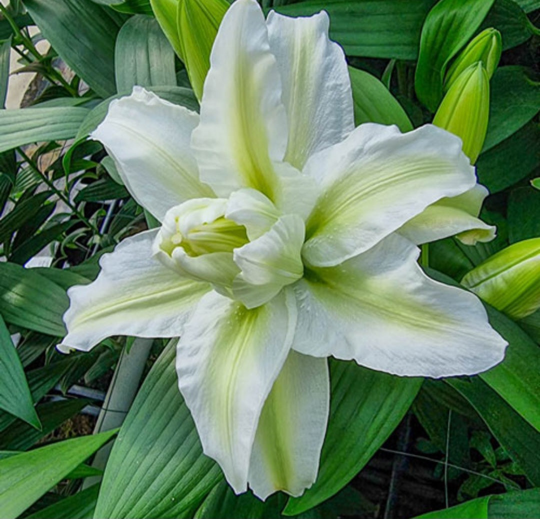 Roselily Aisha Oriental Lily