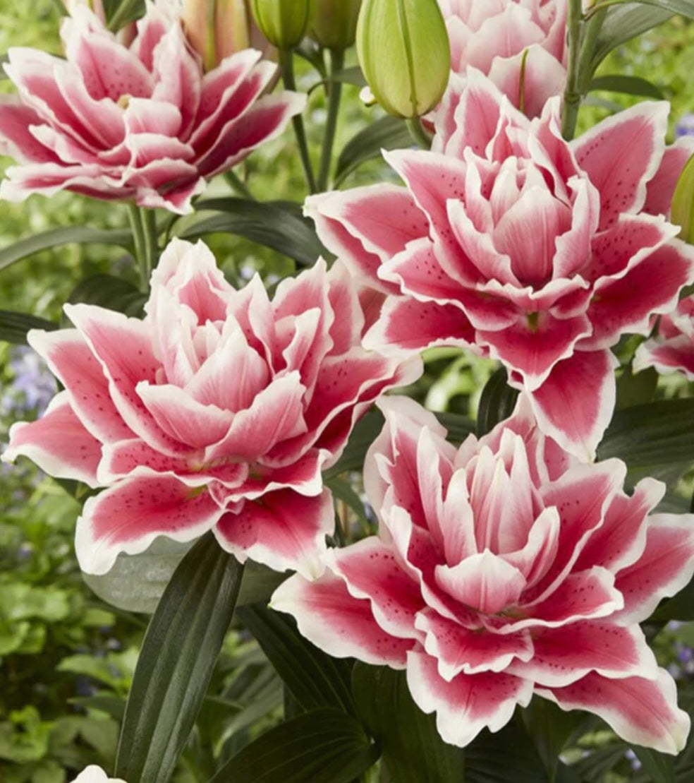 Roselily Samantha Oriental Lily