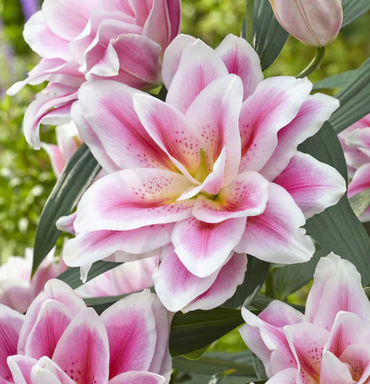 Roselily Mikaela Oriental Lily Bulbs (5)