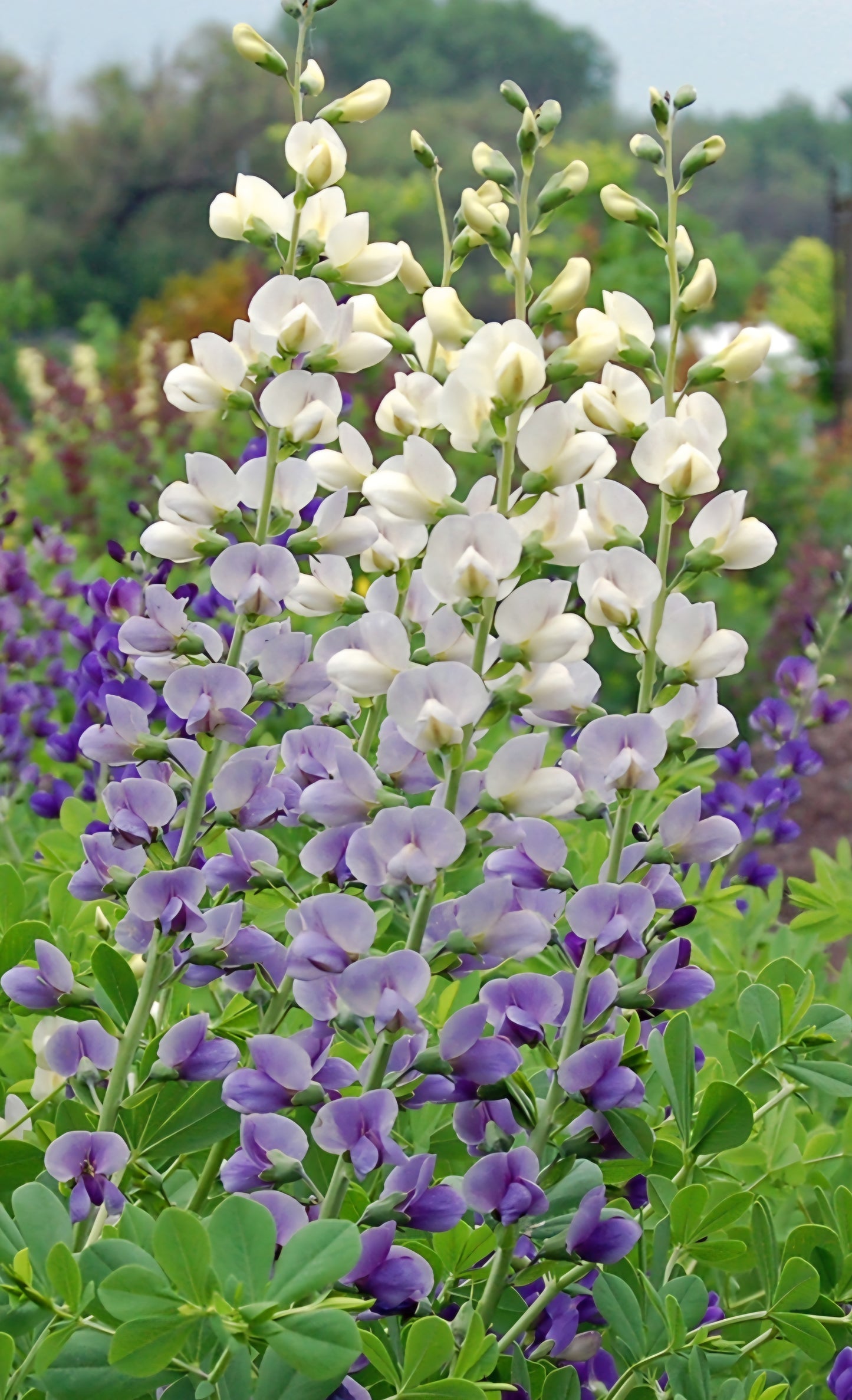 Baptisia Lunar Eclipse (2)