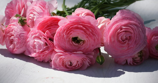 Amadine Pink Barby Ranunculus Corms
