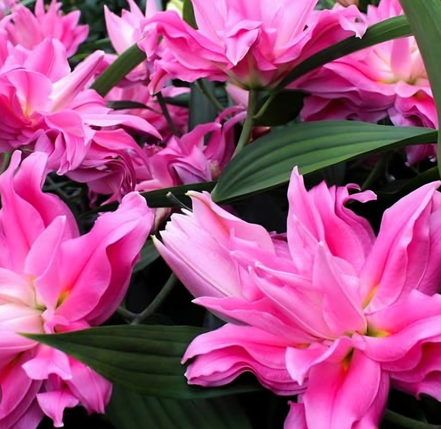 Kadango Double Oriental Lily Bulbs (5)