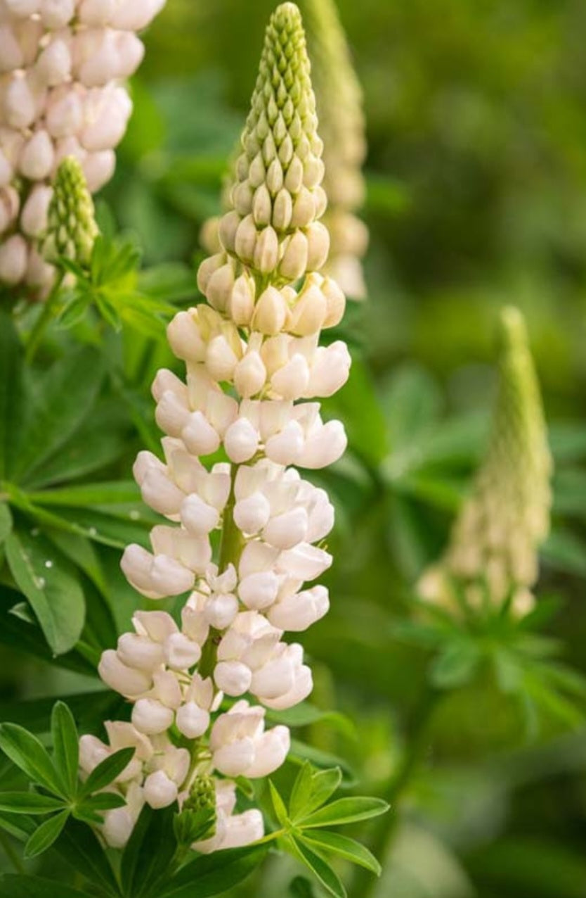 White Noble Maiden Lupine Plugs (4)