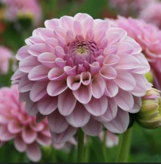 Pink Silk Dahlia Cutting