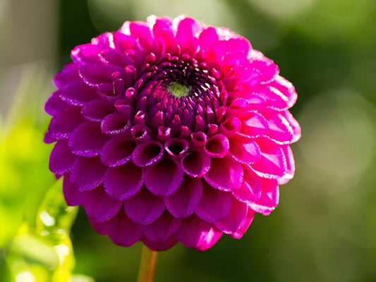 Cryfield Harmony Dahlia Cutting