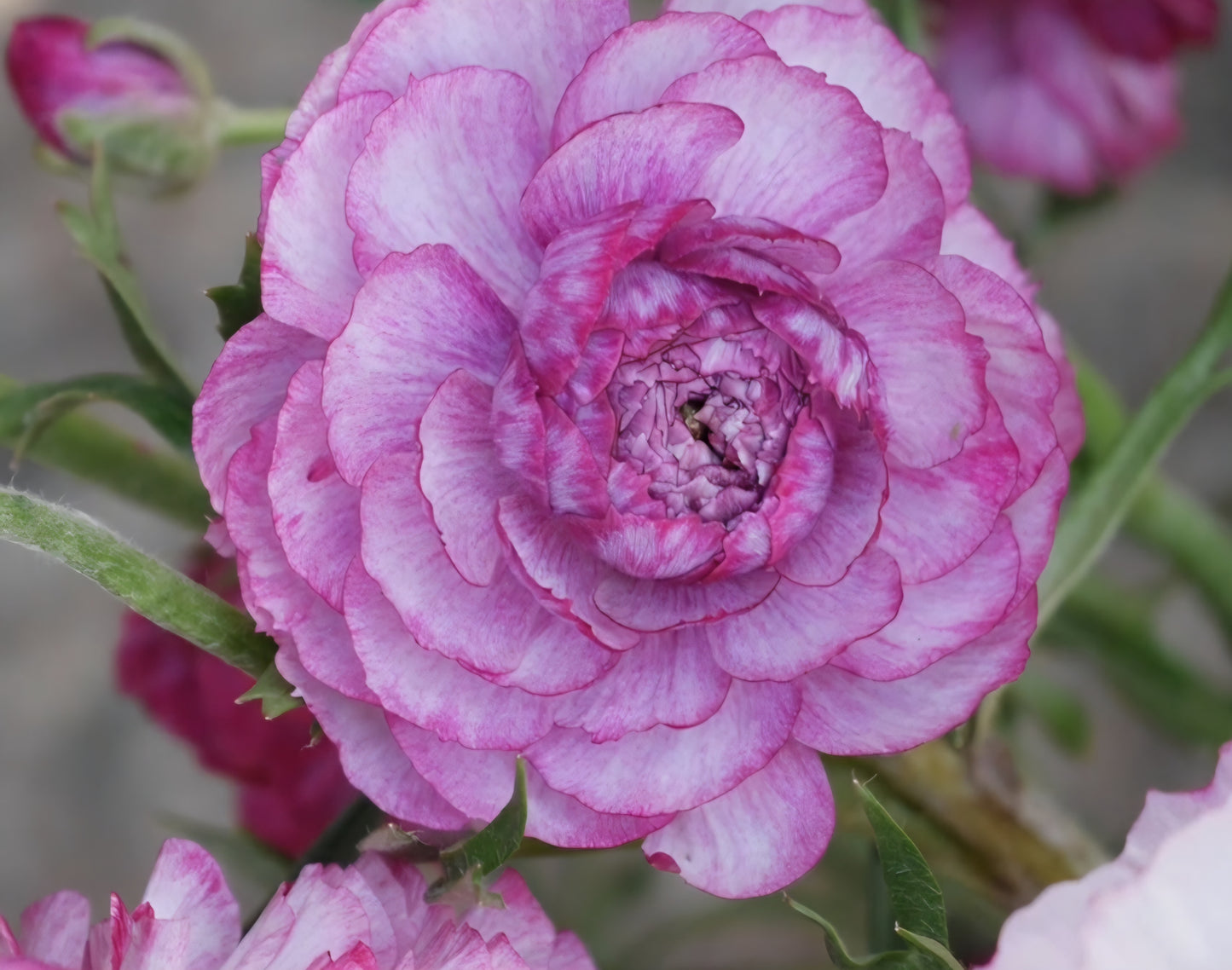 Amandine Purple Jean Ranunculus Corms