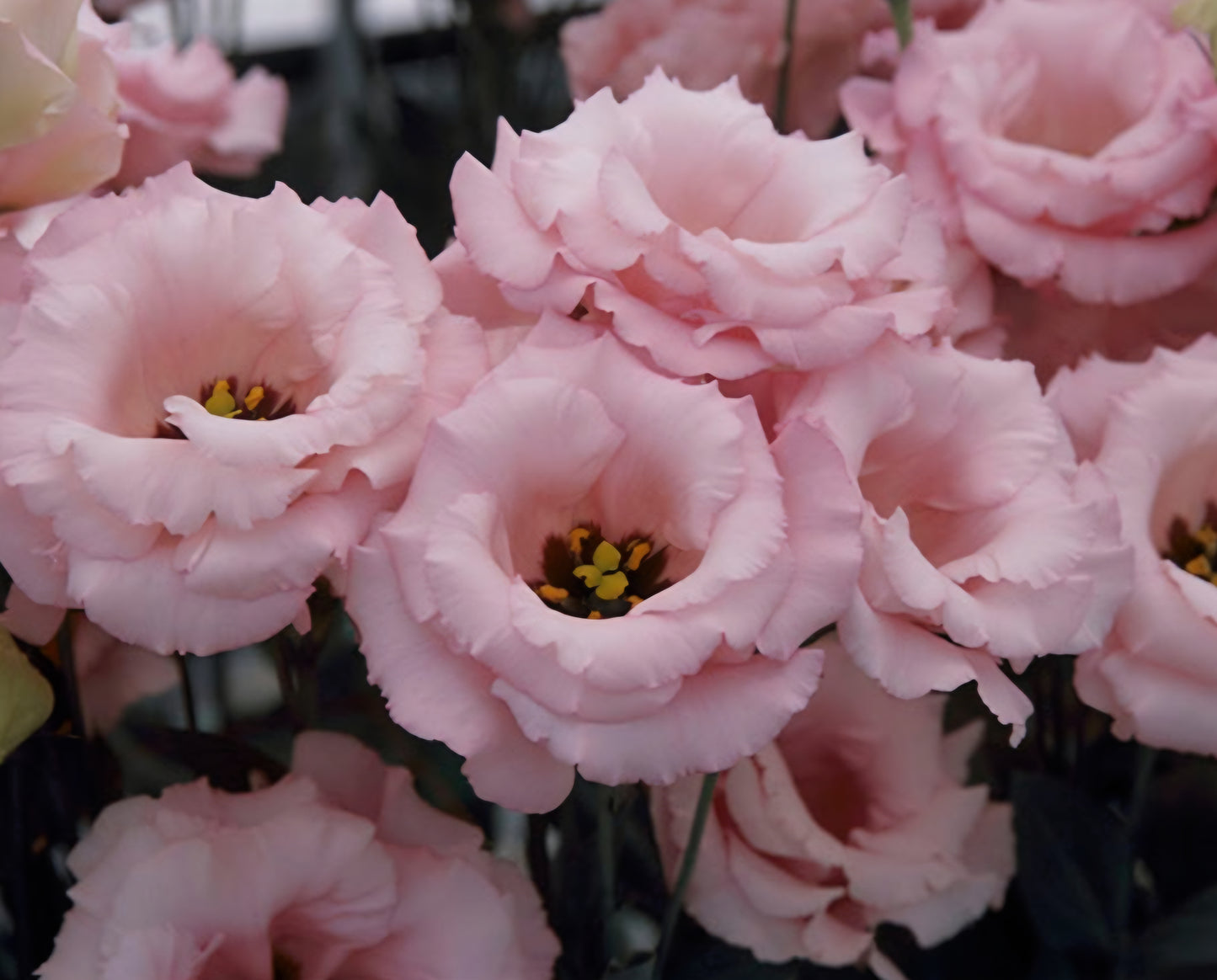 Lisianthus Arena 3 Baby Pink Plugs