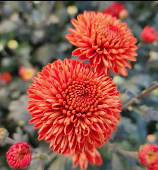 Kelvin mandarin Chrysanthemum Plugs