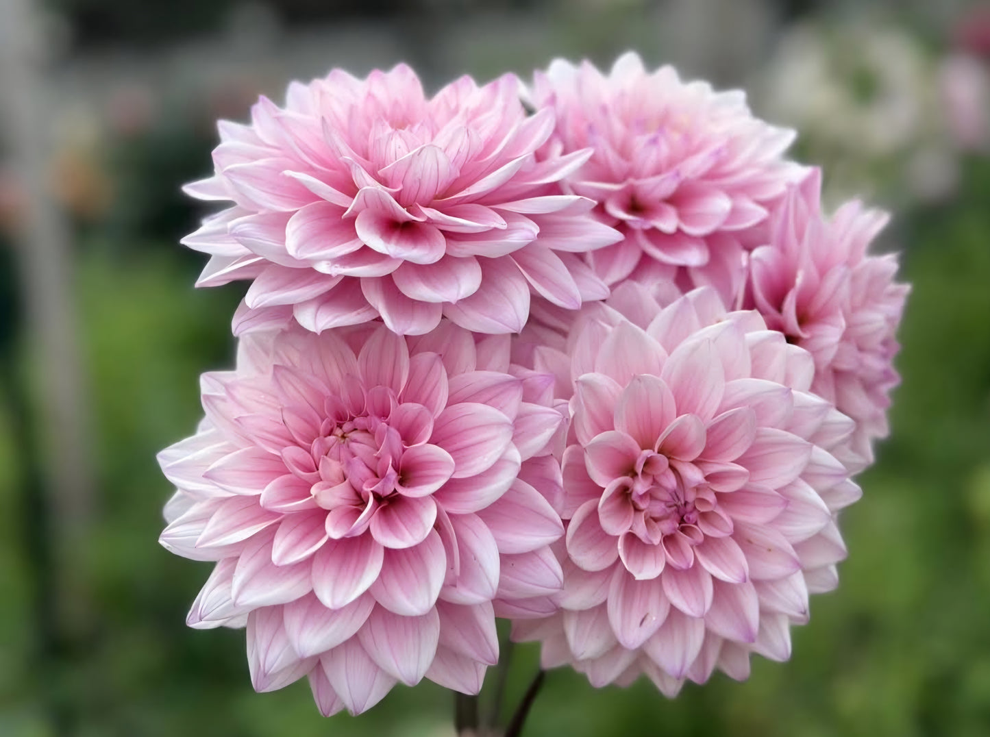 Karma Prospero Dahlia Tuber