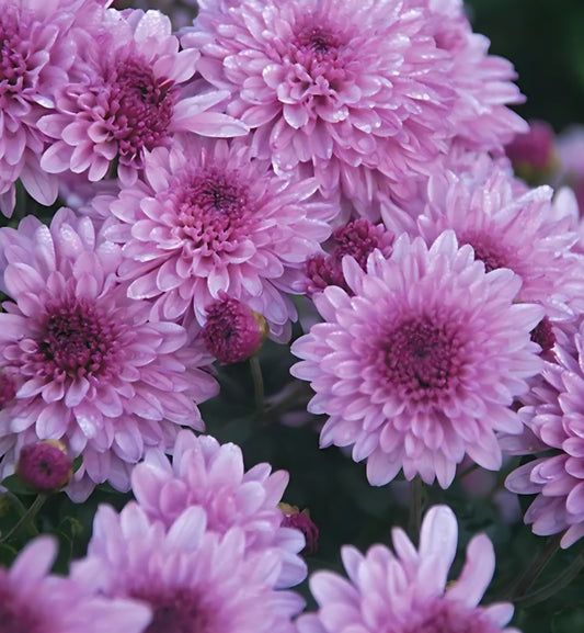 Granchild Lavender Chrysanthemum Cutting Plugs (3)