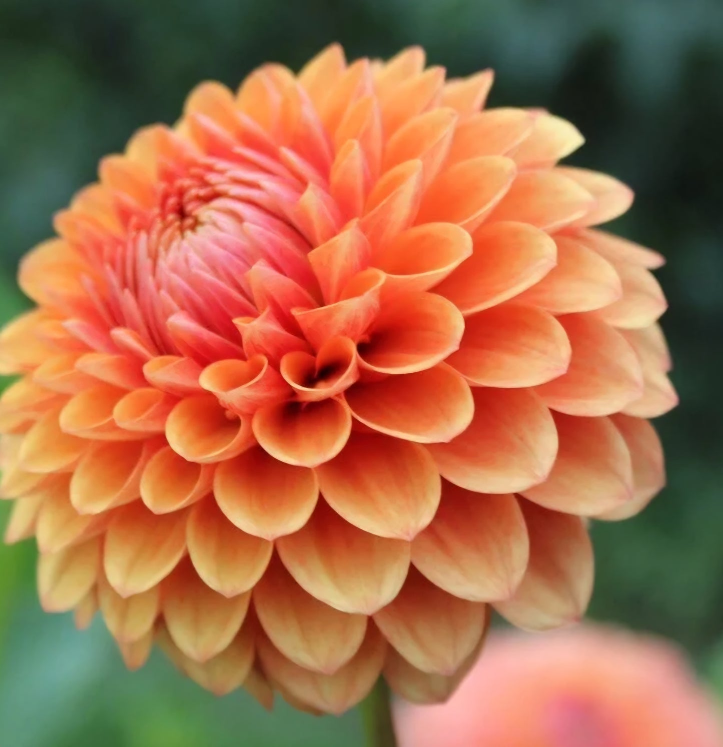 Beatrice Dahlia Cutting