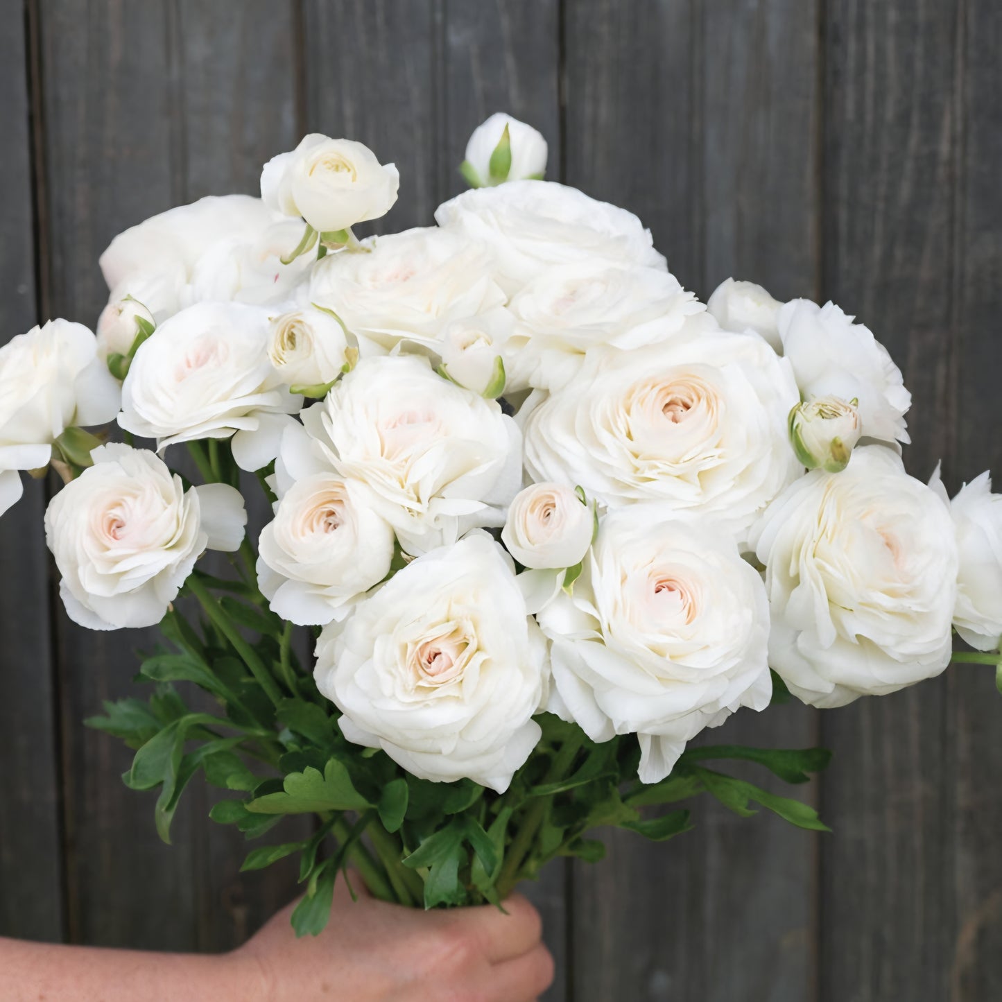 Romance Courchevel Ranunculus Corms
