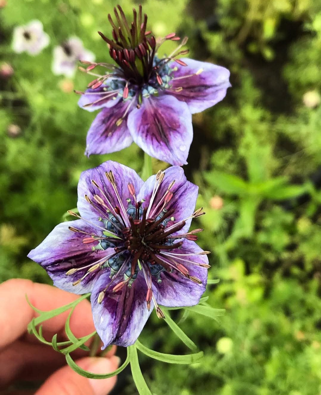 Nigella Delft Blue Plugs