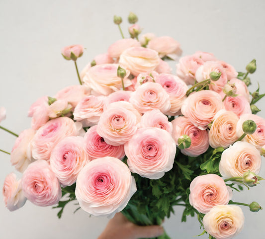 Romance Seine Ranunculus Corms