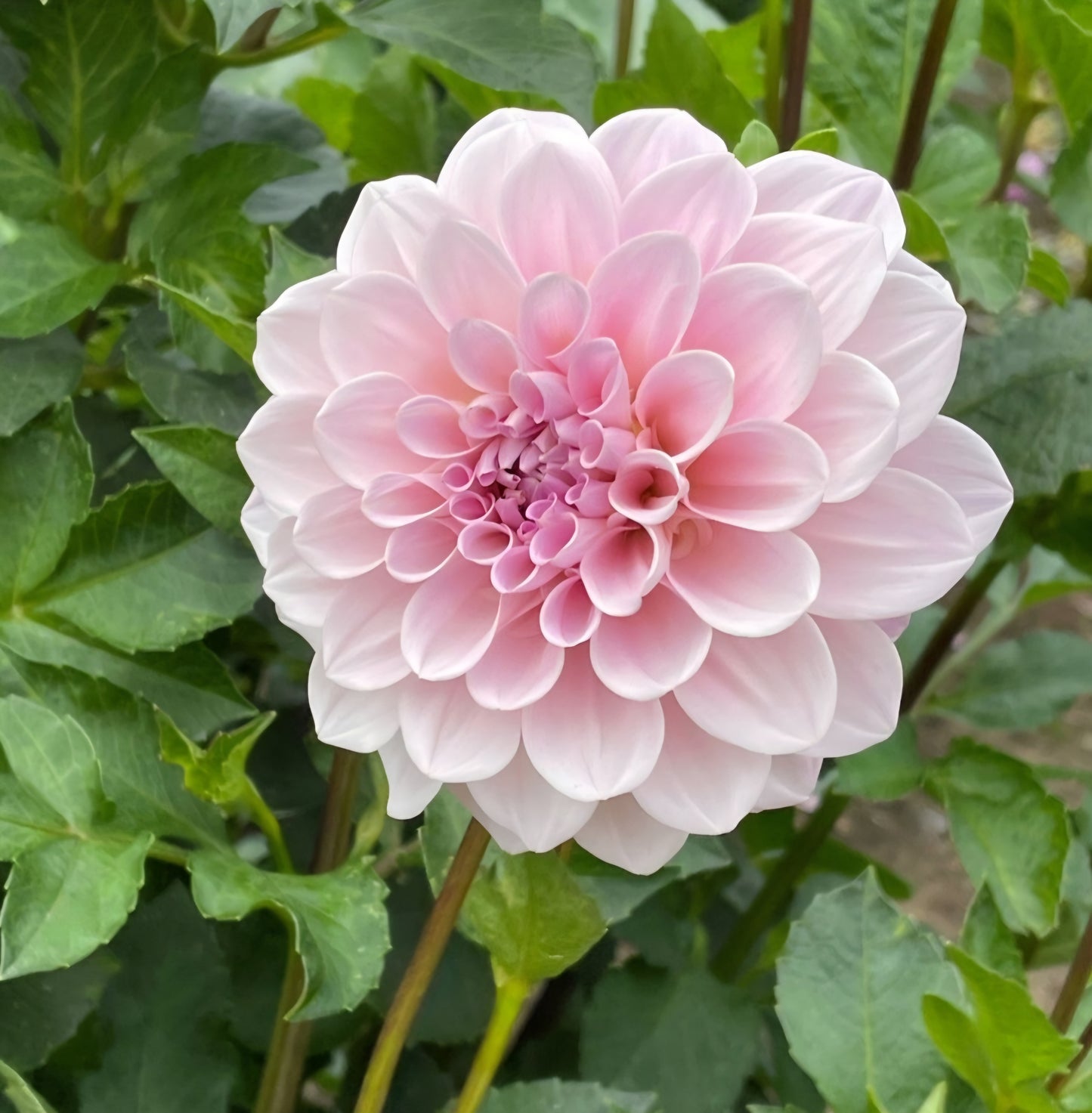 Sweet Nathalie Dahlia Tuber