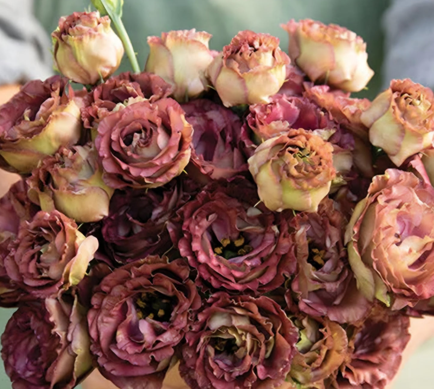 Lisianthus Roseanne Brown Plugs