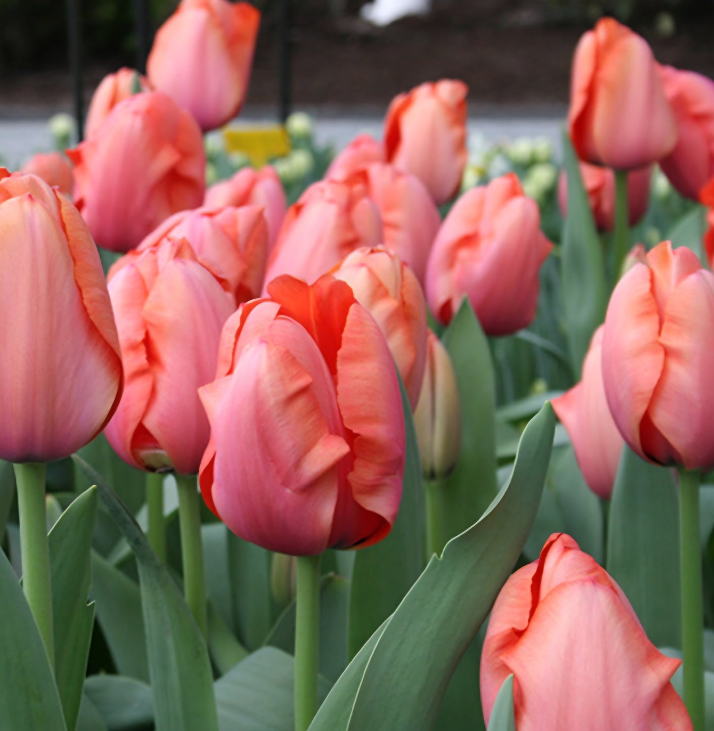 Stunning Apricot Single Late Tulip