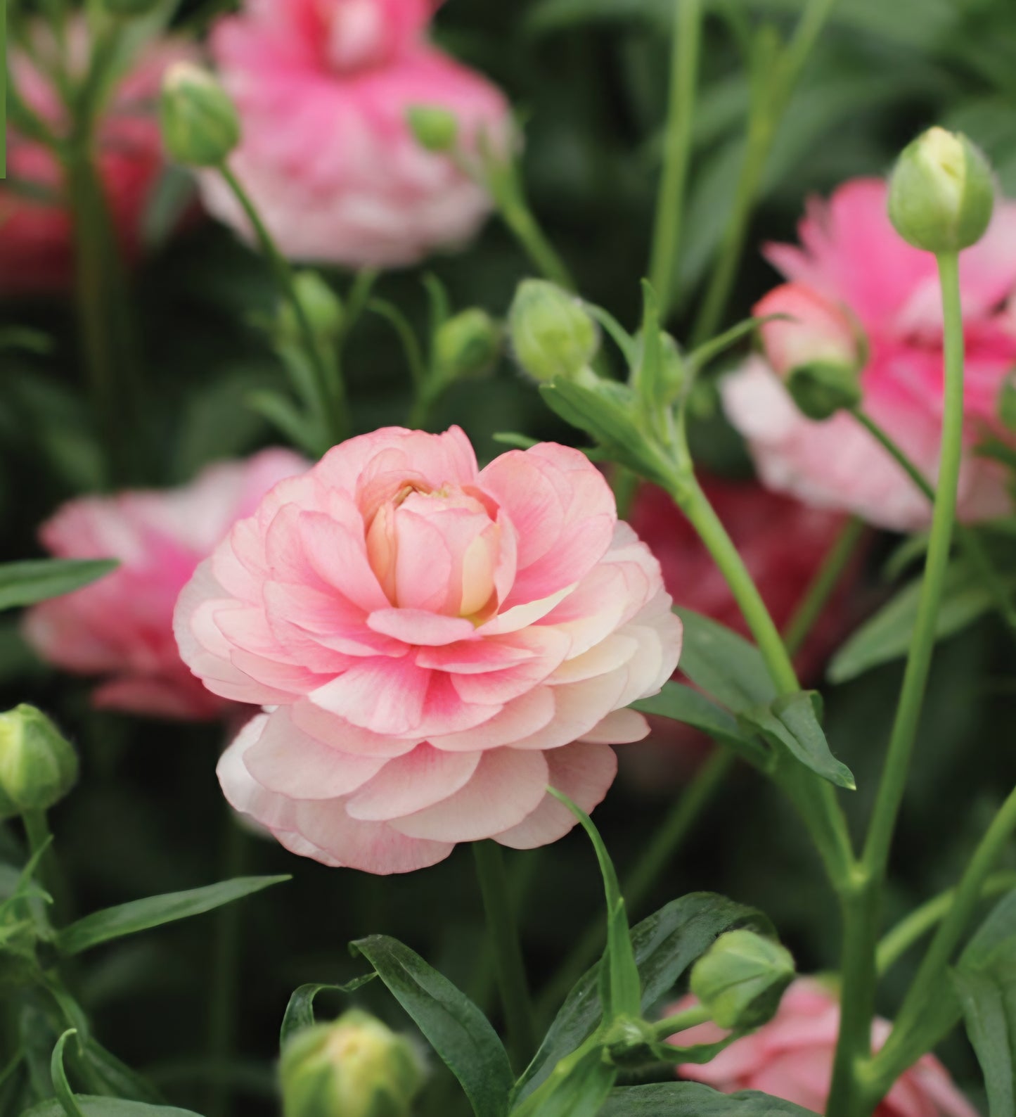 Butterfly Hera Ranunculus Corms