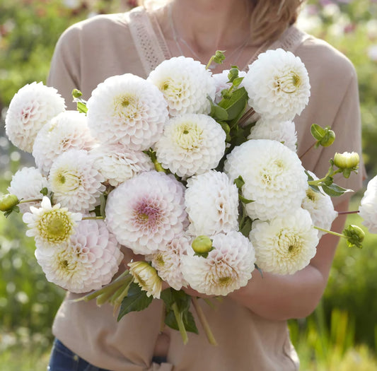 Pink Pearl Dahlia Tuber