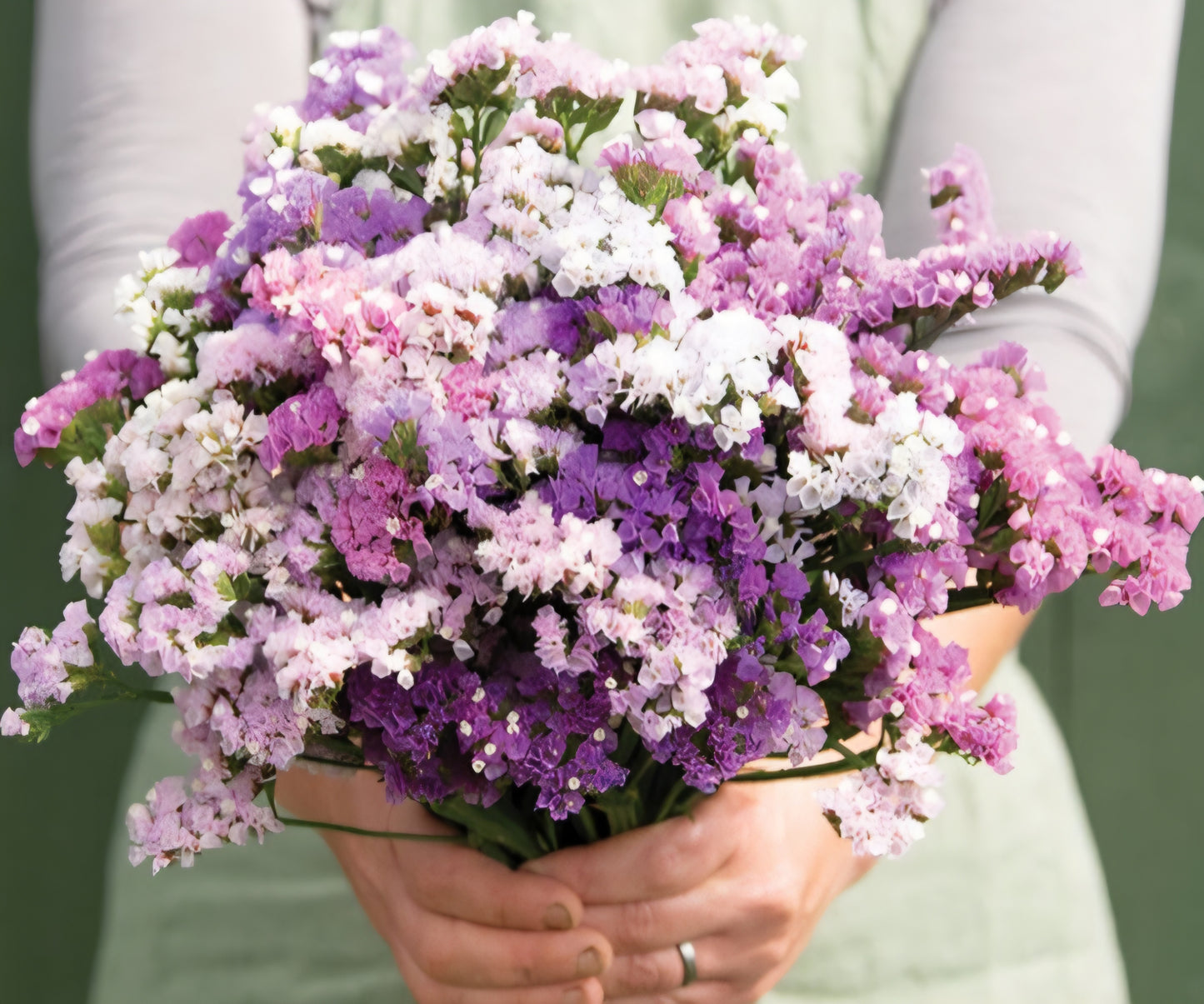 Pastel Shades Statice Plugs