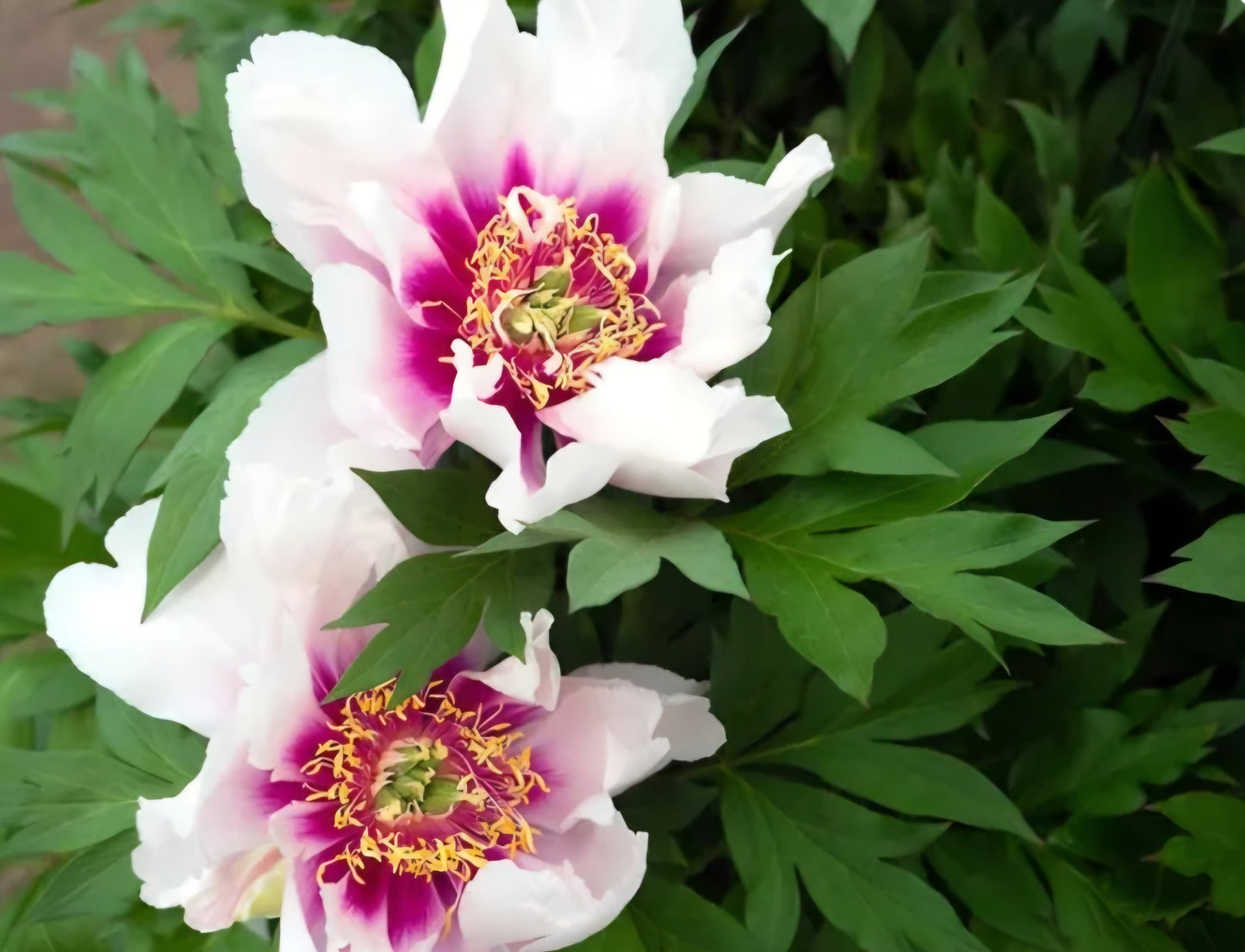 Peony Itoh Cora Louise