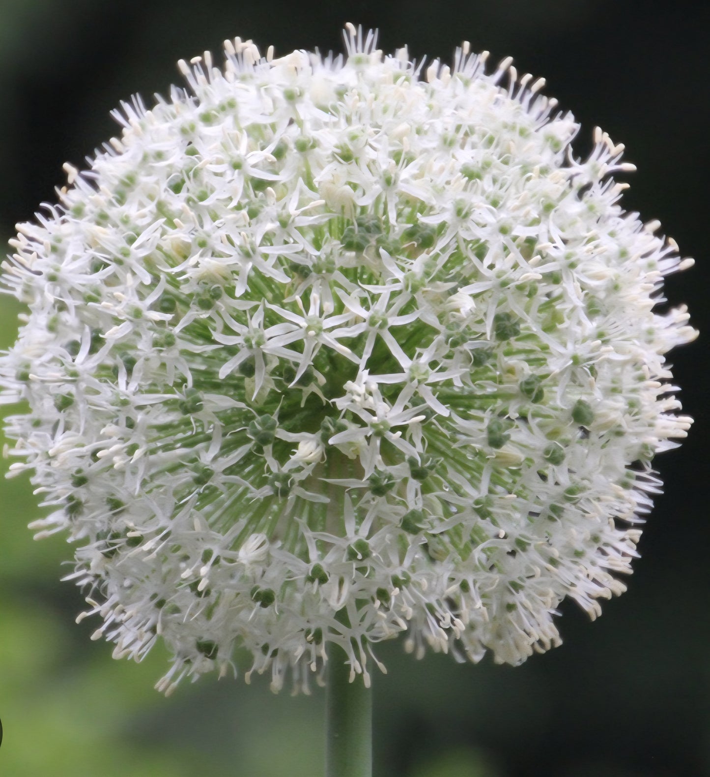 White Giant Allium Mount Everest Bulbs