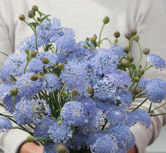 Lacy Lavender Blue Didiscus Plugs