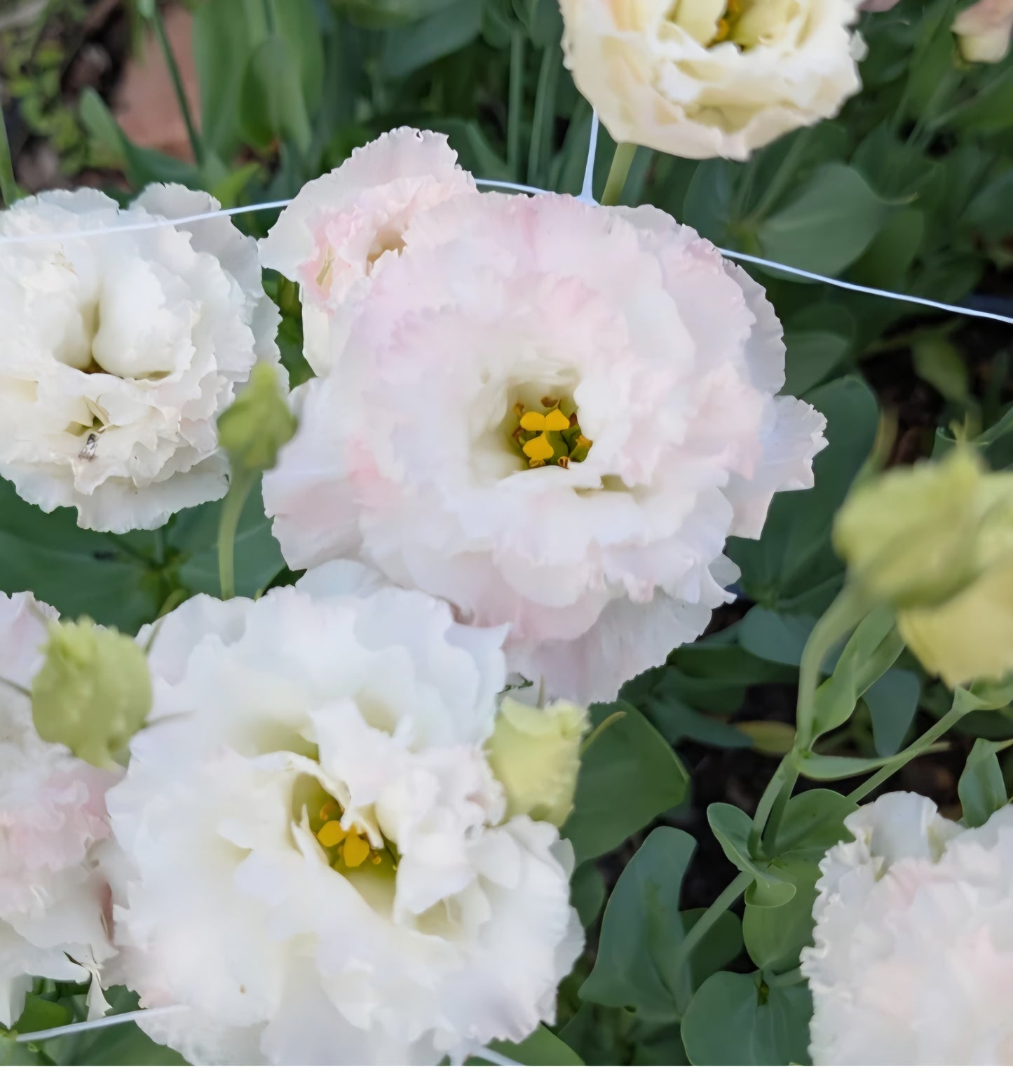 Lisianthus Voyage First Love Plugs