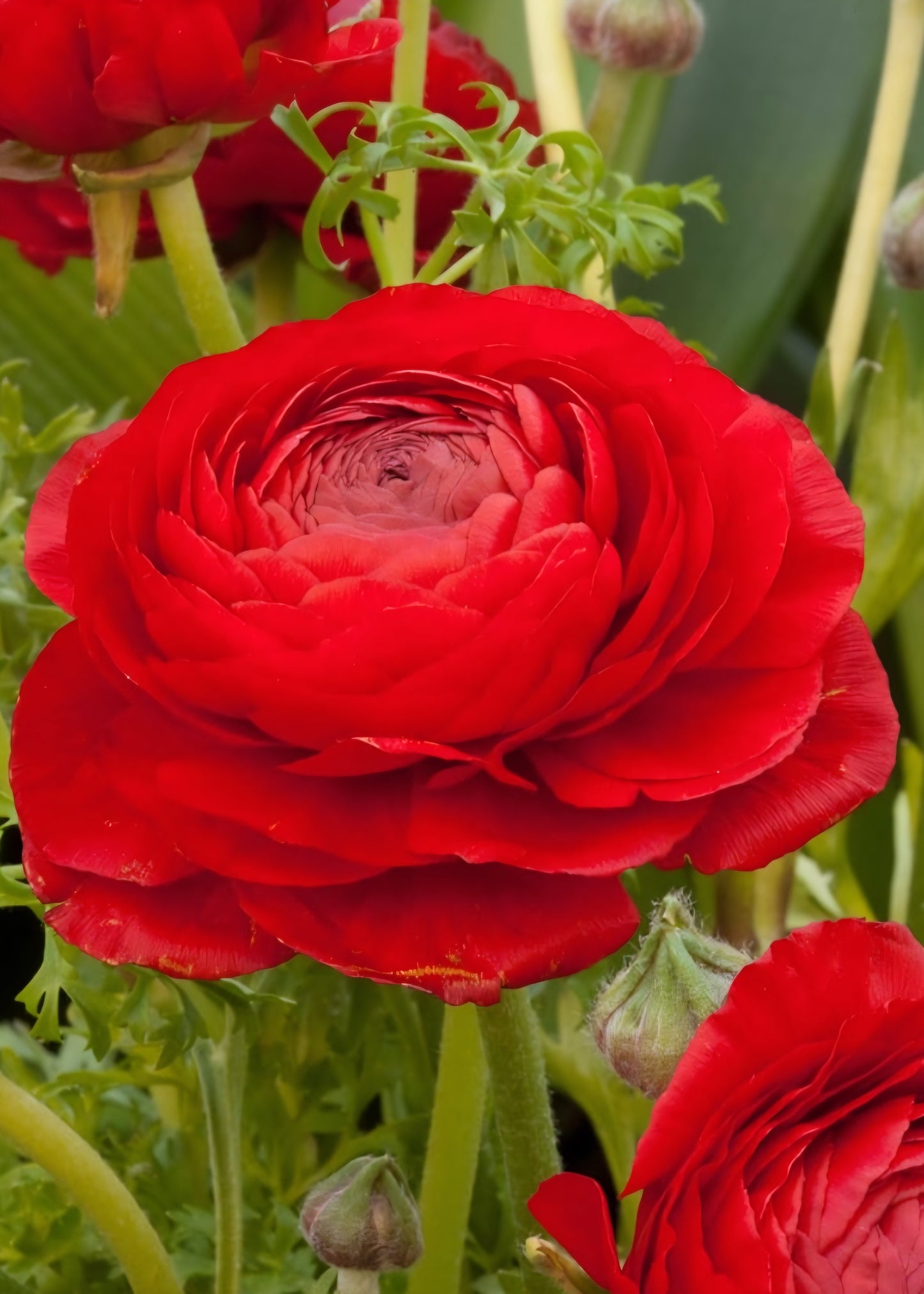 Aviv Red Ranunculus Corms