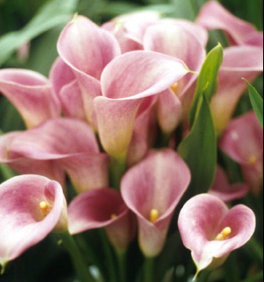 Pink Calla Lily Rehmanni Zantedeschia Bulbs (Qty of 5)