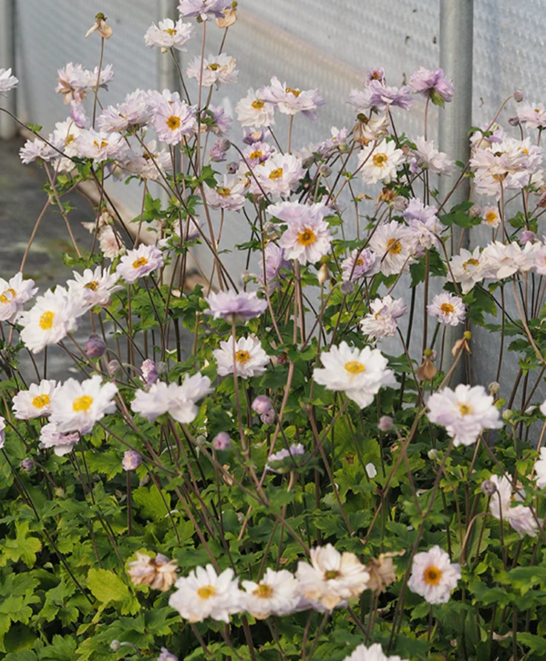 Japanese Anemone Frilly Knickers Plugs (2)