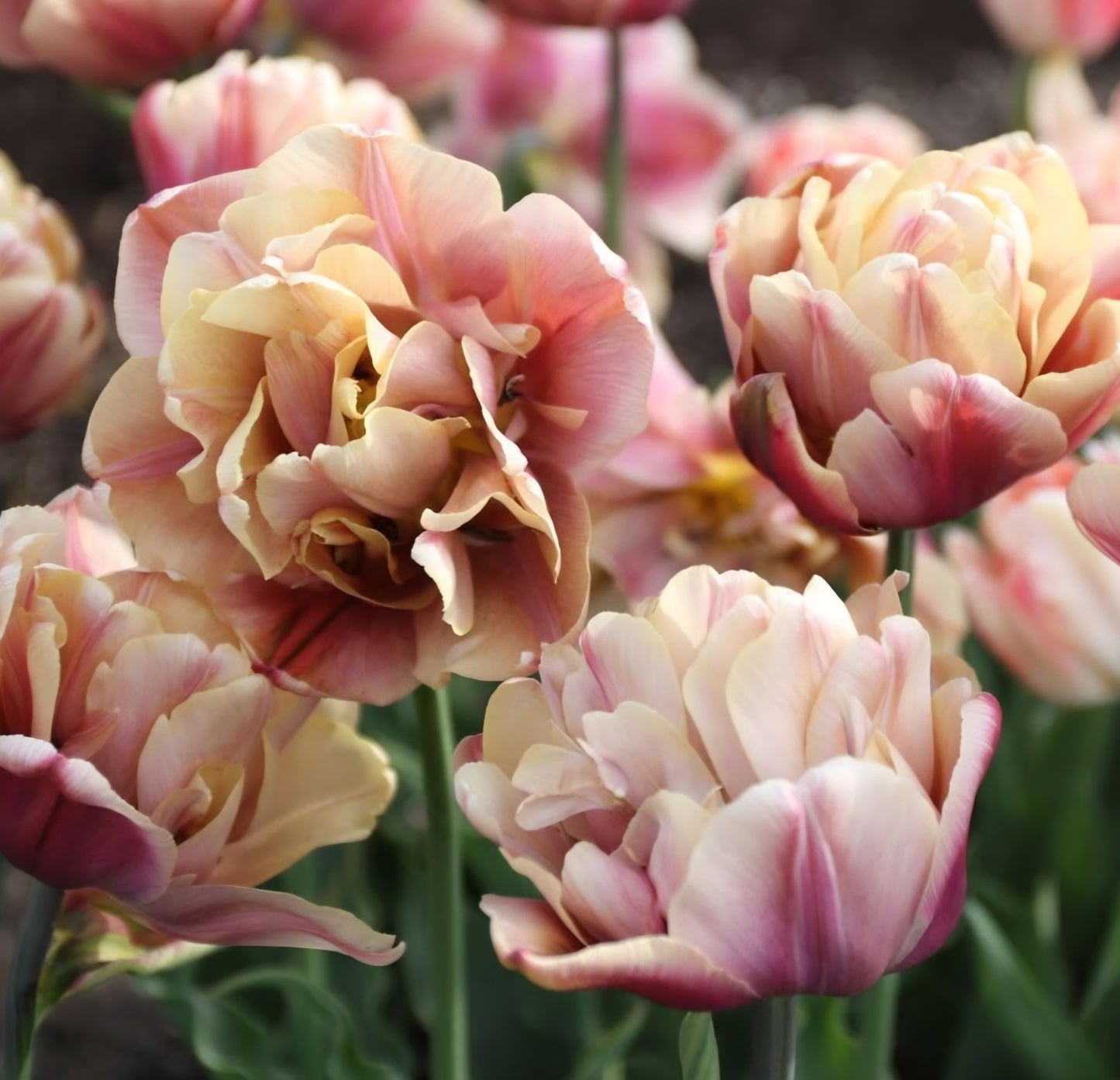 La Belle Epoque Double Late Tulip Bulbs
