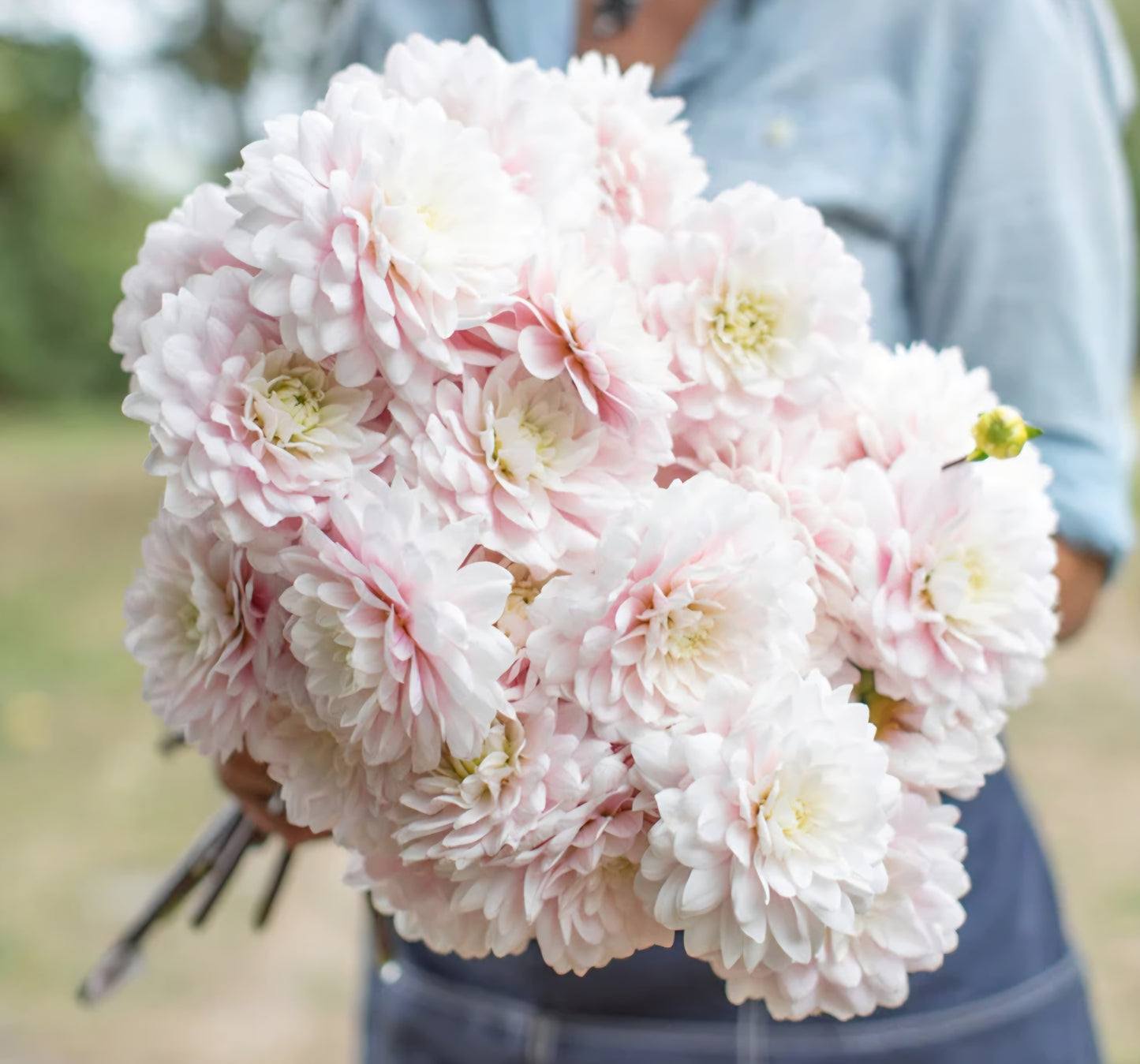 Silver Years Dahlia Tuber