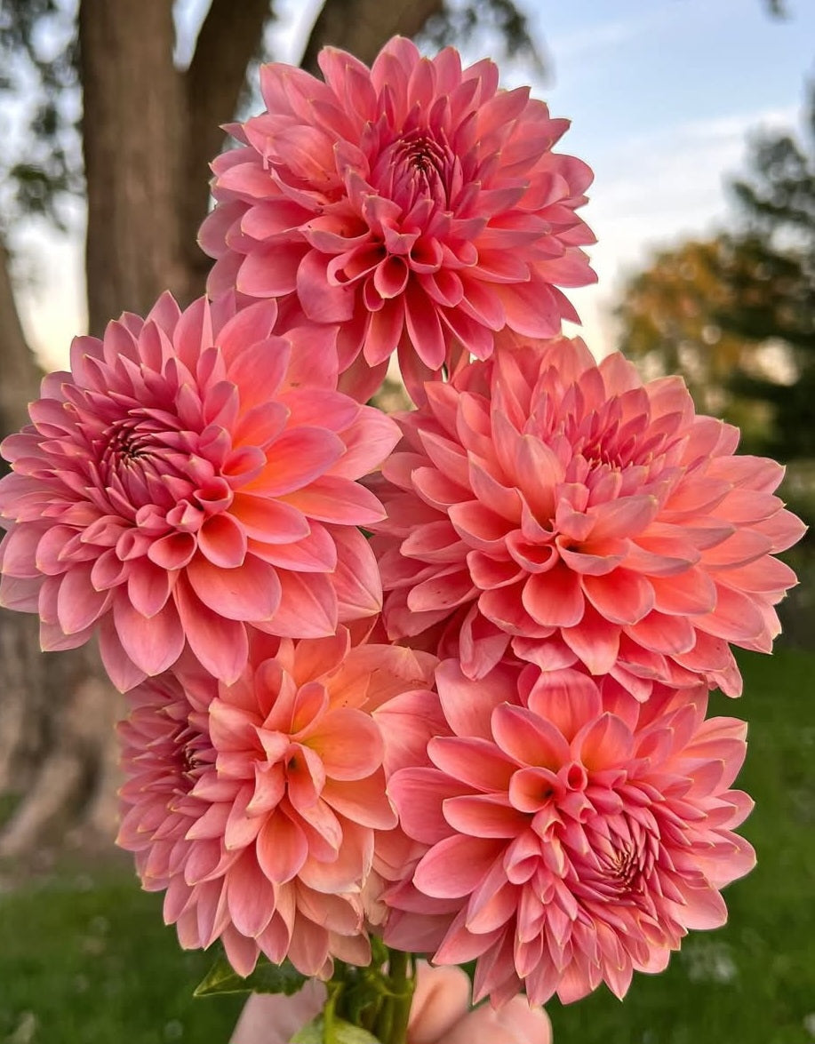 Askwith Minnie Dahlia Cutting
