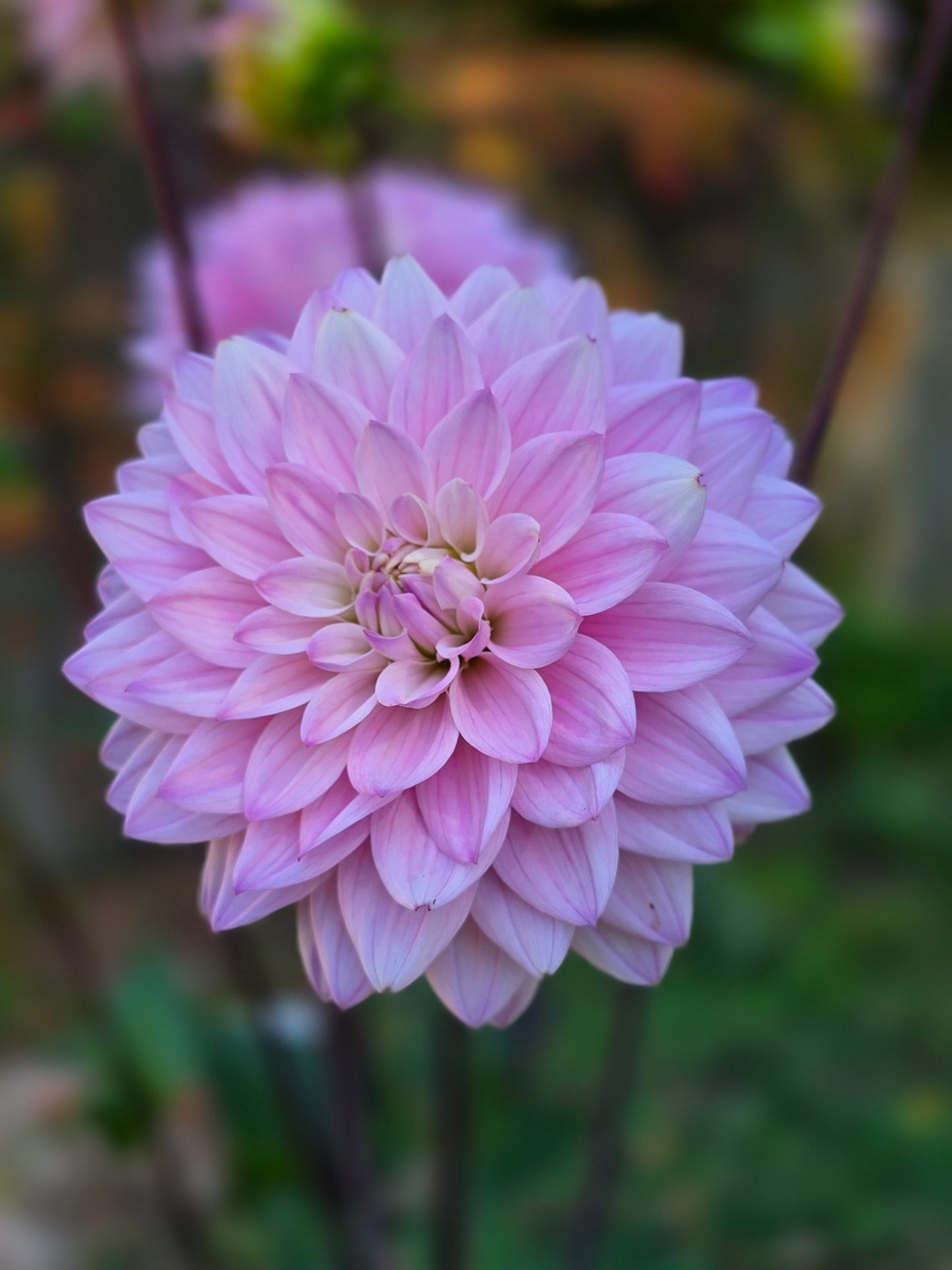 Karma Prospero Dahlia Tuber