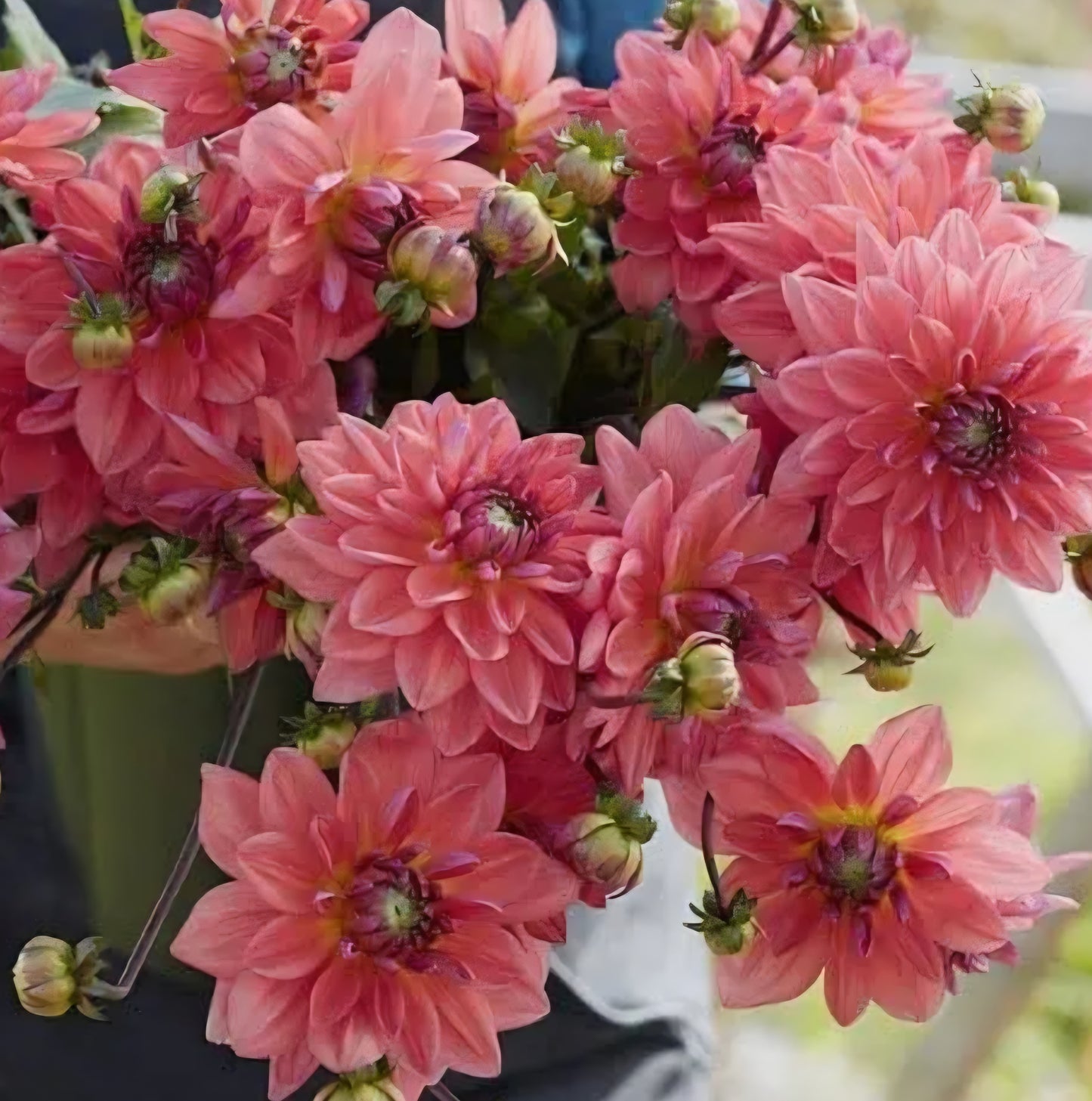 Dutch Pearl Dahlia Cutting