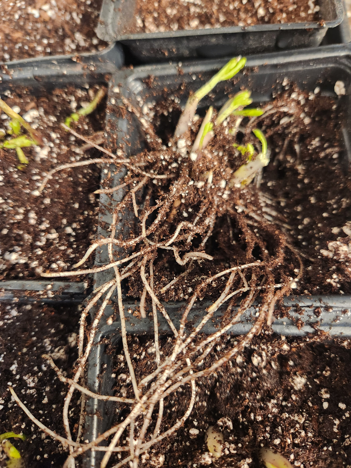 Sprouted Ranunculus Pre-Sprouted Ranunculus Corms Telecote Rose (6) – Blooming Patches Farm