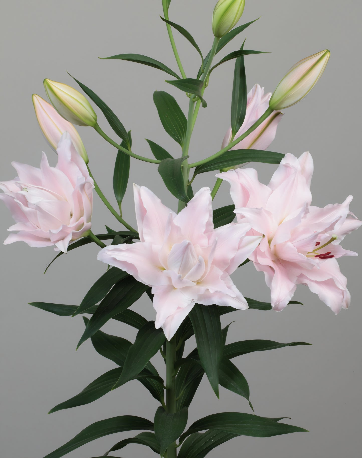 Amistad Double Oriental Lily Bulbs (5)