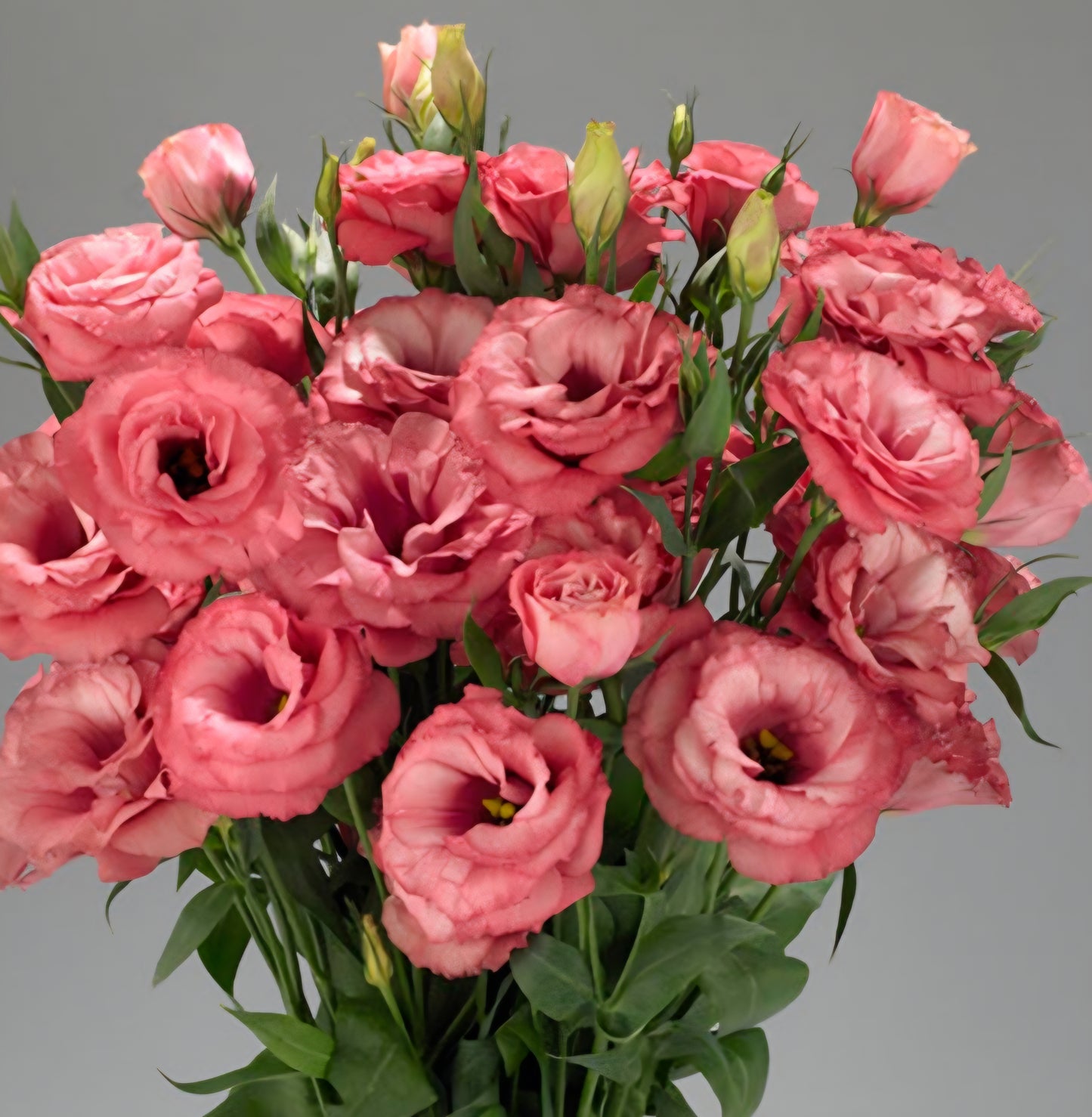 Lisianthus Advantage Cherry Sorbet Plugs