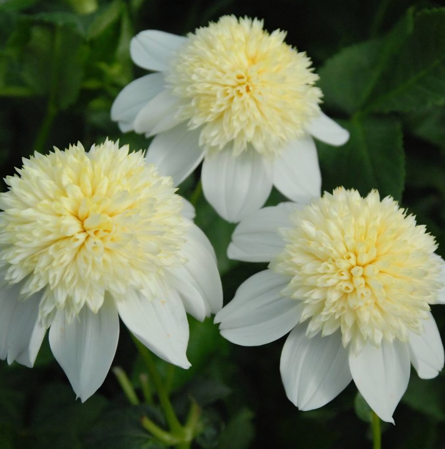 Platinum Blonde Dahlia