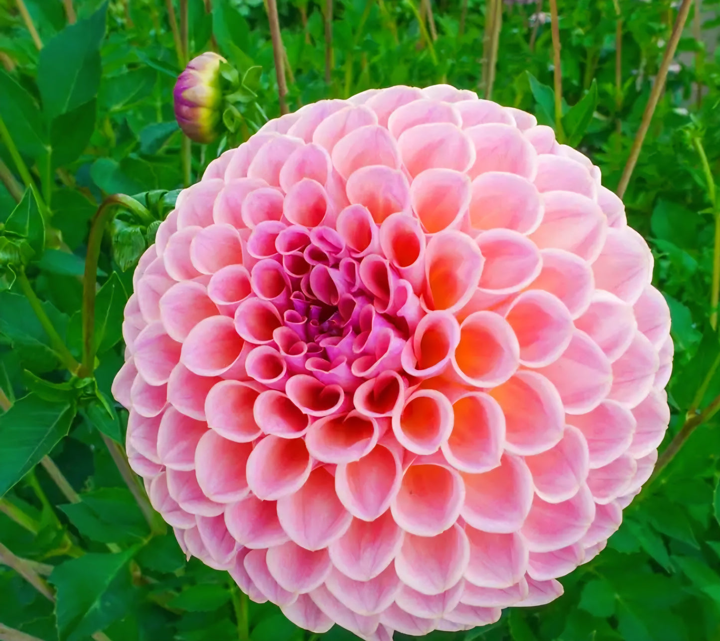 Jowey Winnie Dahlia Tuber