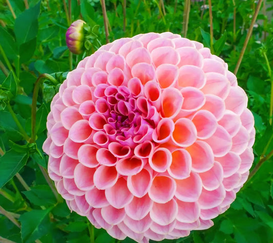 Jowey Winnie Dahlia Cutting