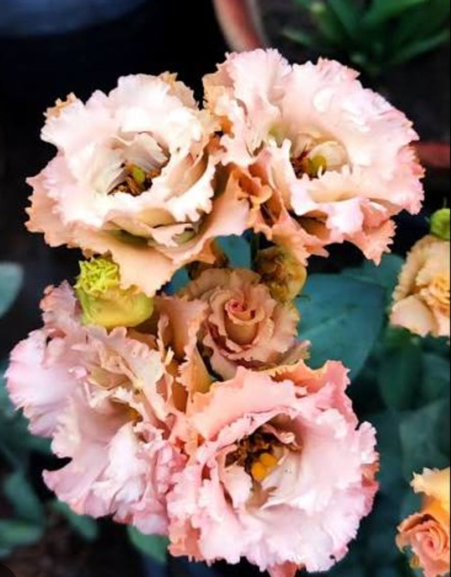 Lisianthus Voyage Light Apricot Plugs