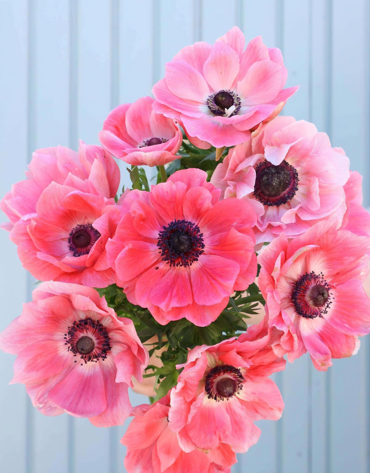 Anemone Italian Mistral Shocking (10)